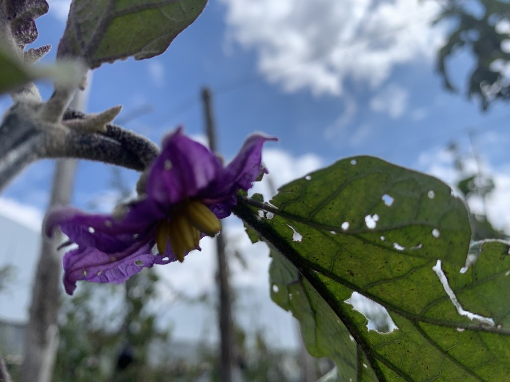 An aubergine flower at the end of the crop at the Proxima social allotments | Photo: Emma Wallis / InfoMigrants