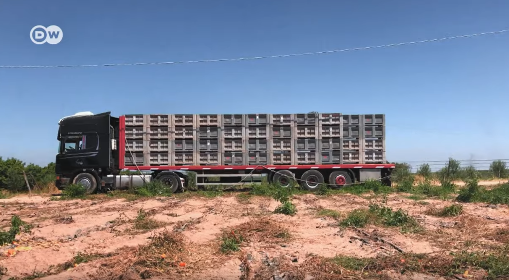 Crates of tomatoes wait to leave the fields in Puglia, southern Italy | Photo: Screenshot DW documentary Tomatoes and Greed
