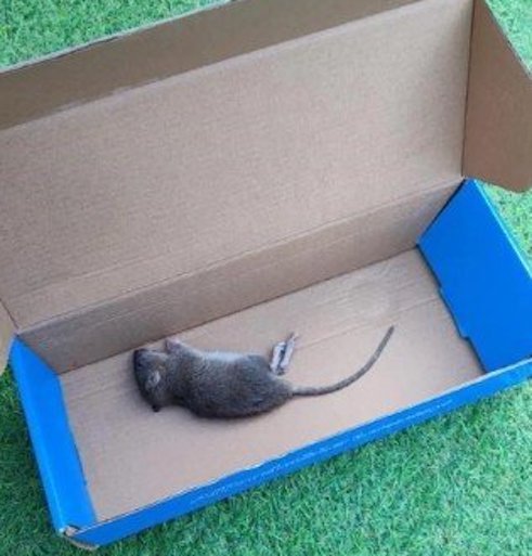 A dead rat found on the floor of temporary accommodation for asylum seekers in 2023 | Source: Human Rights Watch report 'I am stuck'