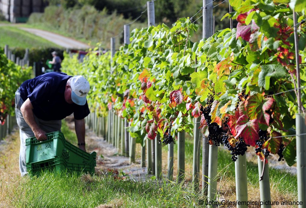 A worker picks grapes in the UK but since Brexit, it has been more difficult to recruit EU seasonal workers | Photo: John Giles / Empics / picture alliance