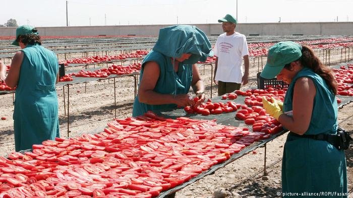 Migrant laborers are often used to work in agriculture in Italy, as seen here in the tomato fields of Foggia | Photo: picture-alliance/ROPI/Fasano