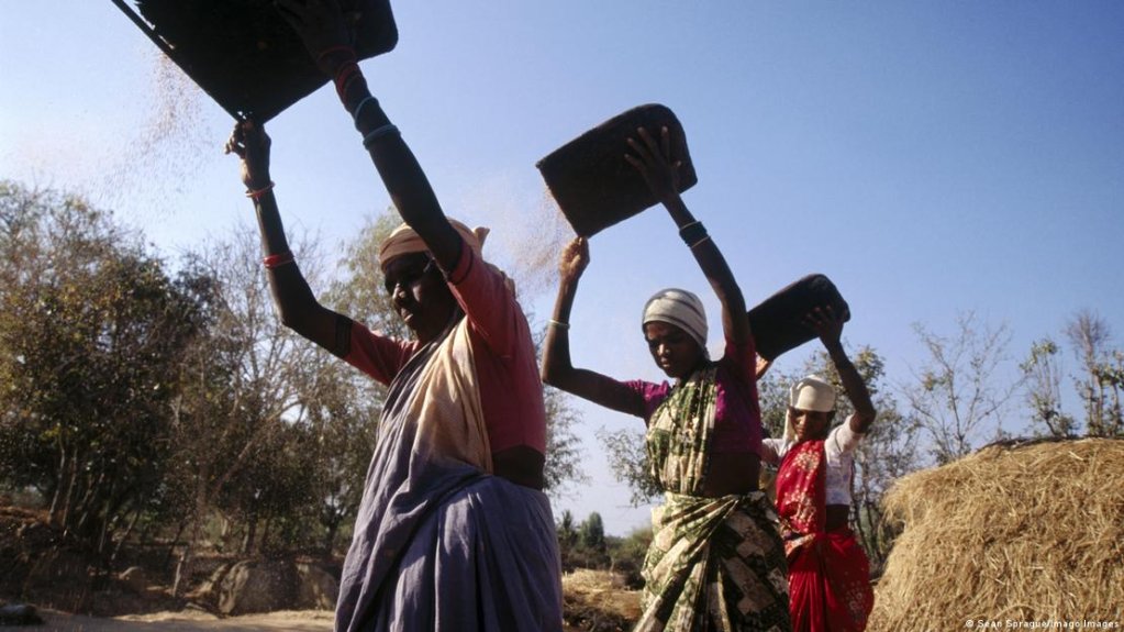 'Superfood': A millet harvest in the Kolar district of Karnataka in India | Photo: Sean Sprague/Imago Images