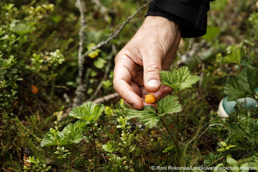 From file: Cloud berries are highly prised and relatively rare. They grow in swamps and forests up near the arctic circle, workers can spend hours and walk kilometers to pick a few kilos of the berries | Photo: Roni Rekomaa/Lehtikuva/dpa/picture alliance