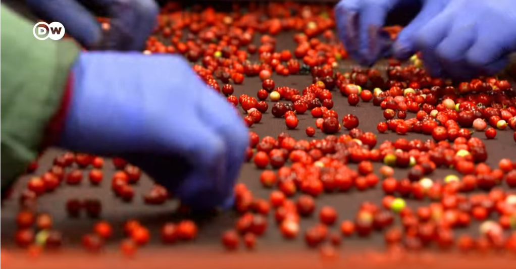 Conveyor belts of berries. The workers sorting the berries in the factories were all Thai seasonal workers |  Source: Screenshot from DW /ARTE / WDR film about Thai berry pickers in Sweden