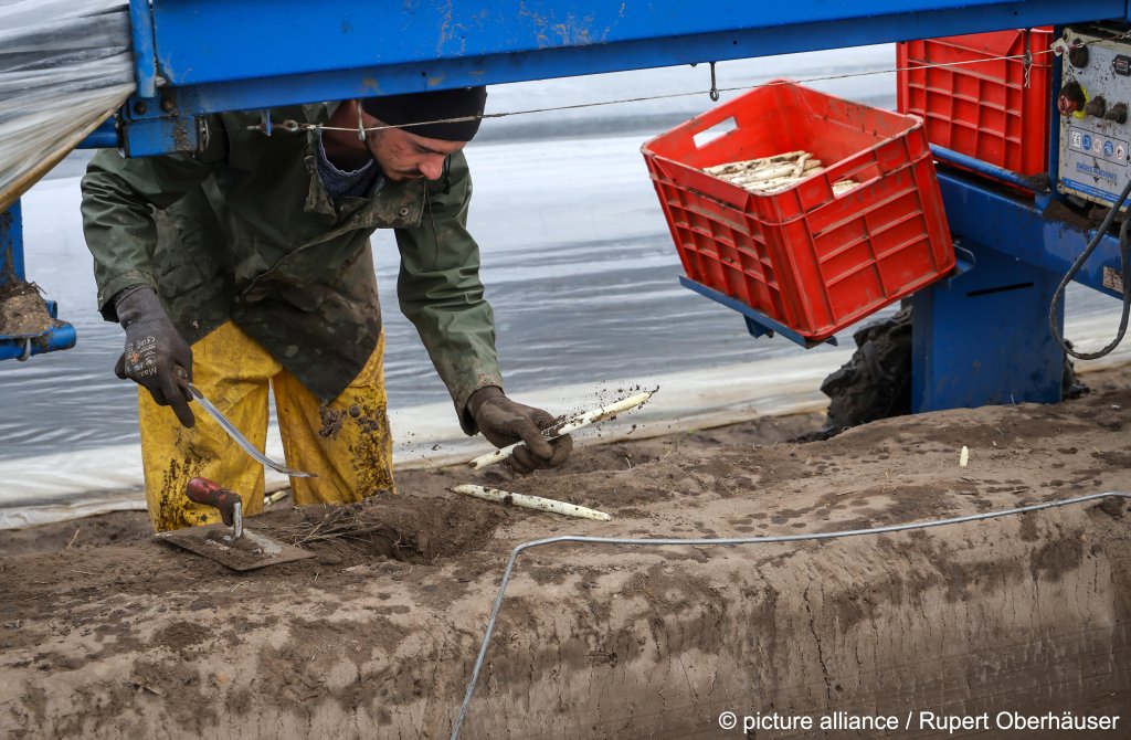 From file: Germany still relies on seasonal workers, like these from eastern Europe brought in to pick asparagus | Photo: Ruper Oberhäuser / picture alliance